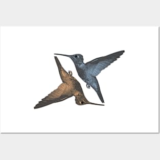 Humming Birds blue orangge Posters and Art